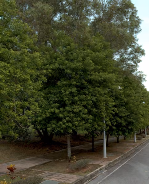 tree photo