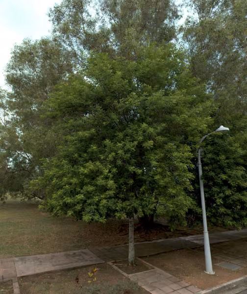 tree photo