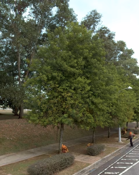 tree photo