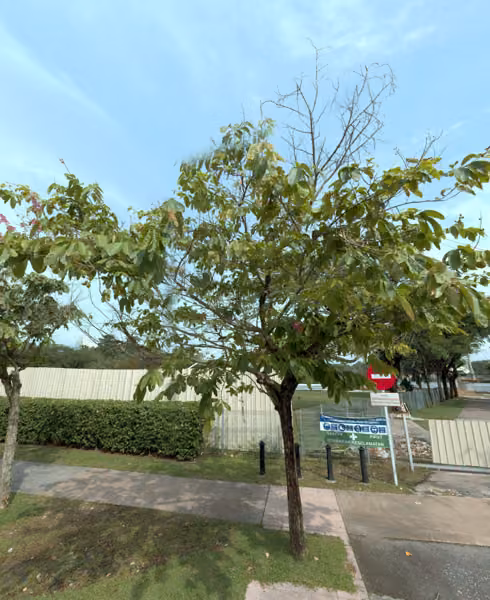 tree photo