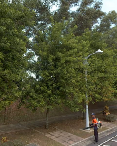 tree photo