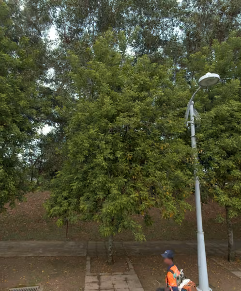 tree photo