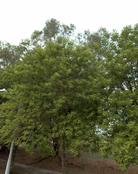tree photo
