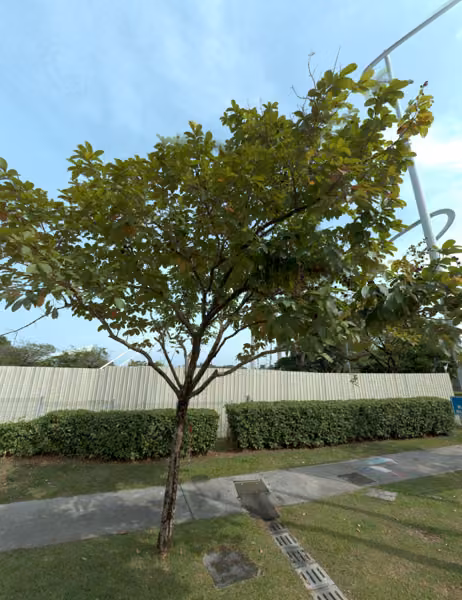 tree photo