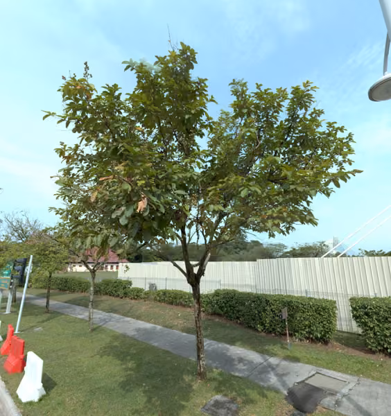 tree photo
