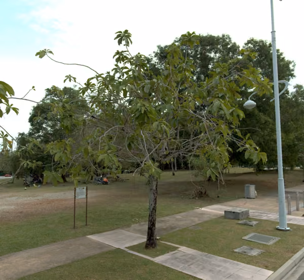 tree photo