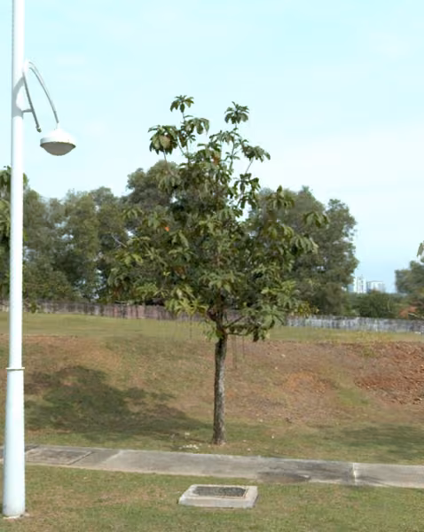 tree photo