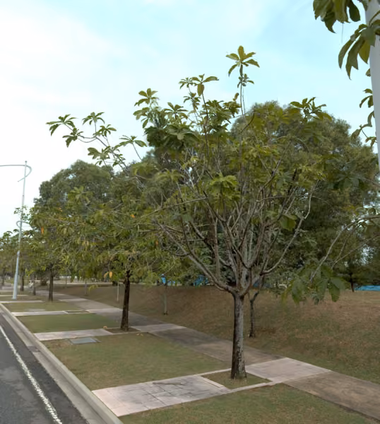 tree photo