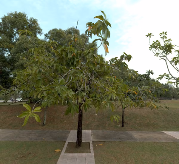 tree photo