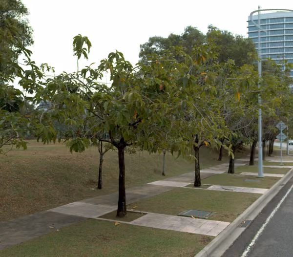 tree photo