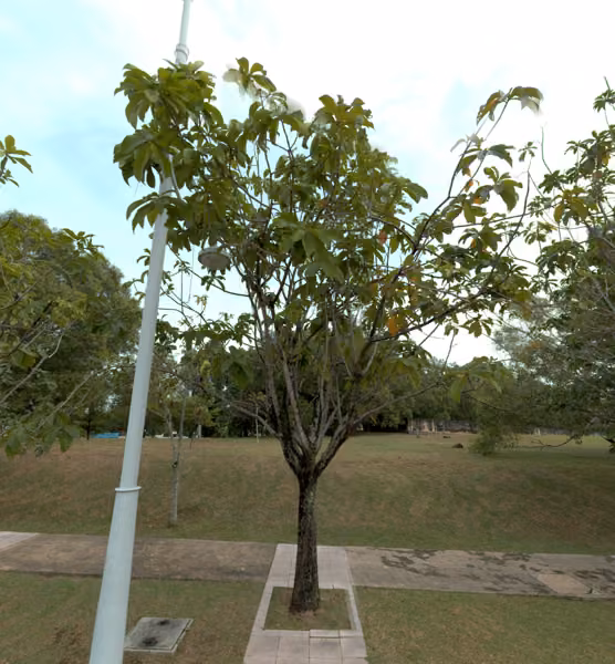tree photo