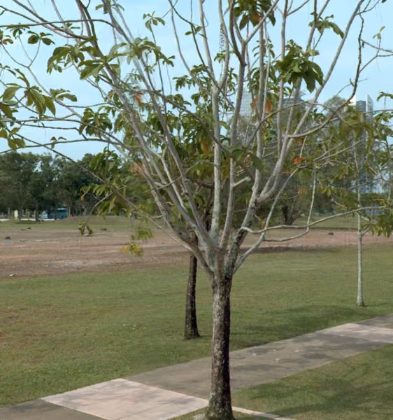 tree photo
