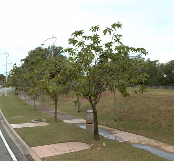 tree photo