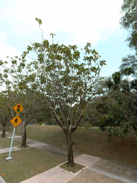 tree photo