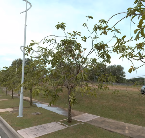 tree photo