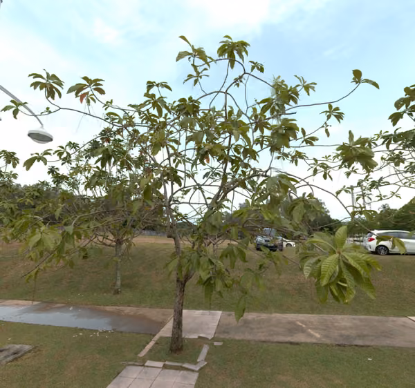 tree photo