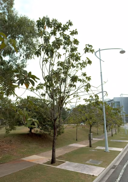 tree photo