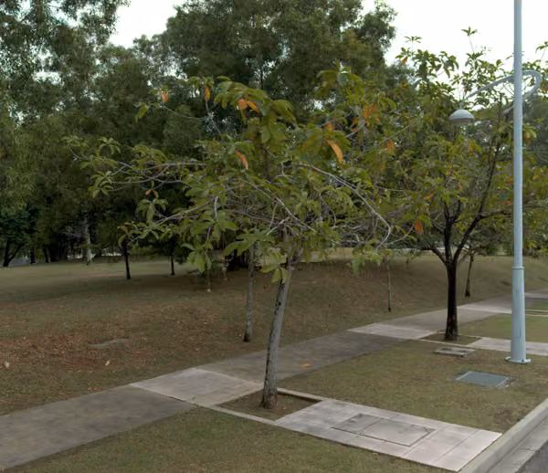 tree photo