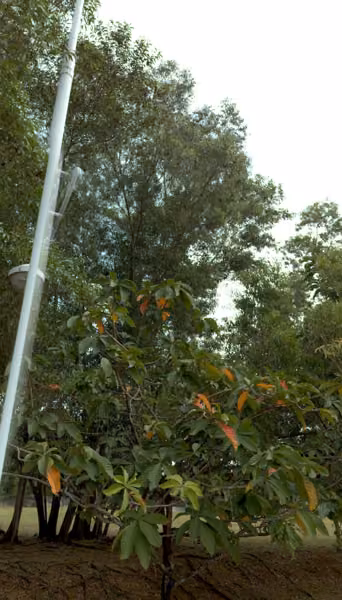 tree photo