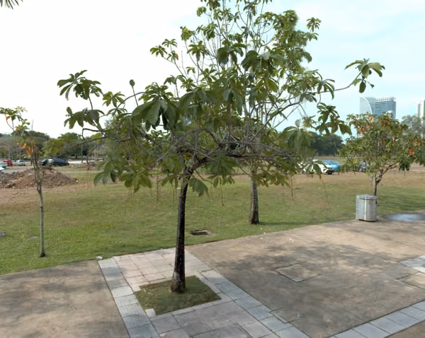tree photo