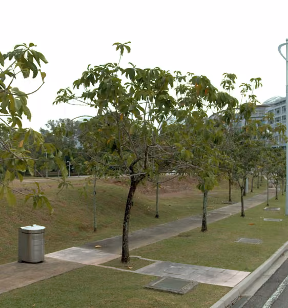 tree photo