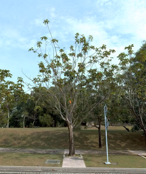 tree photo