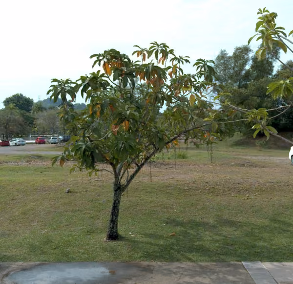 tree photo