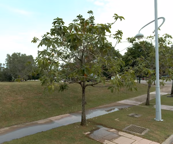 tree photo
