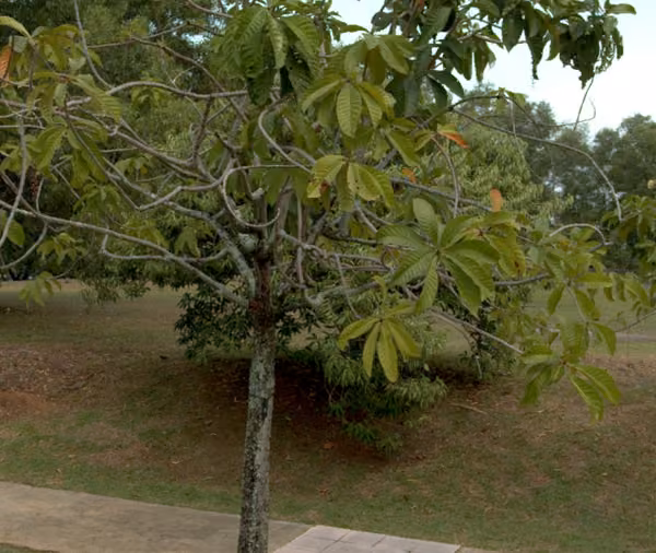 tree photo