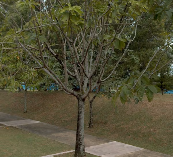 tree photo