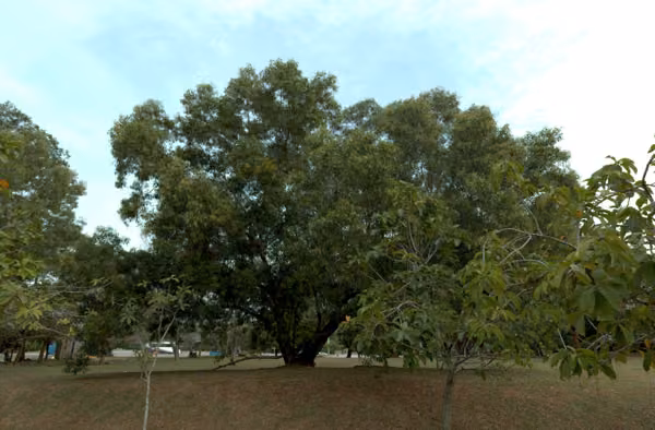 tree photo