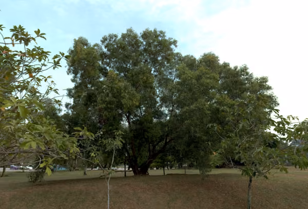 tree photo