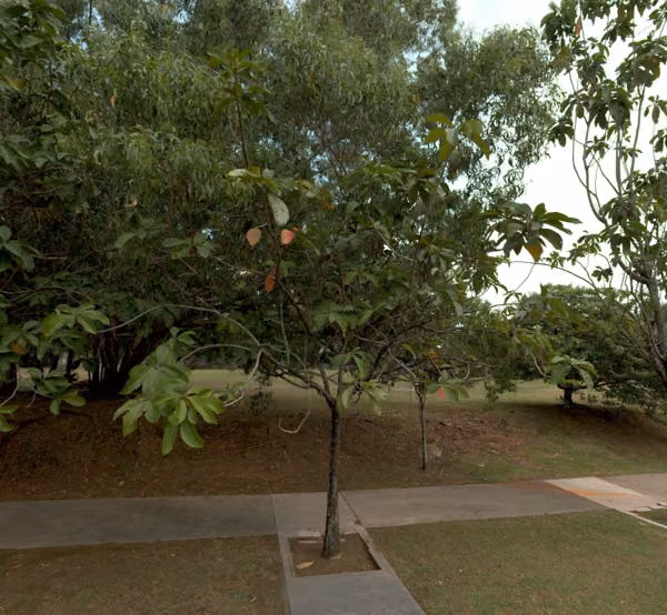 tree photo