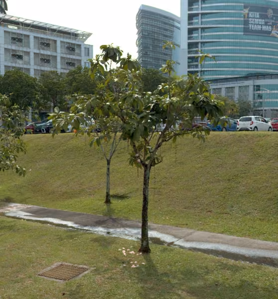 tree photo