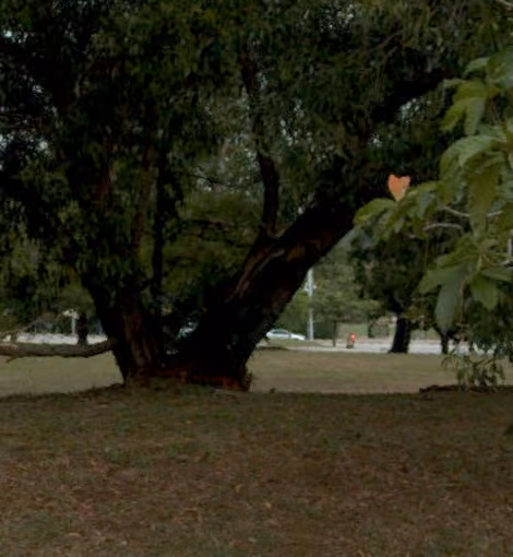 tree photo