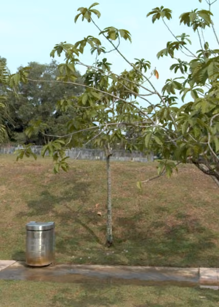 tree photo