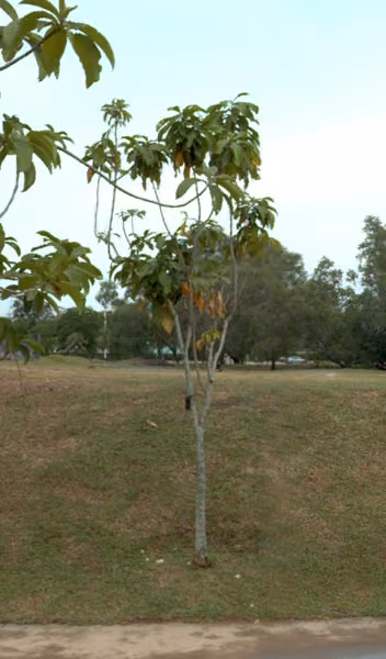 tree photo