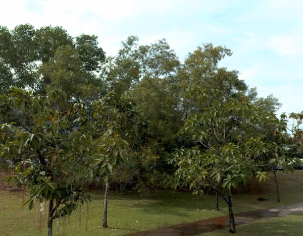 tree photo