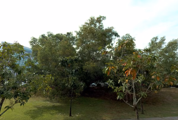 tree photo