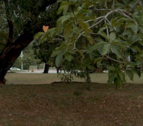 tree photo