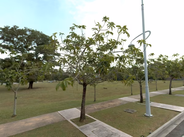 tree photo