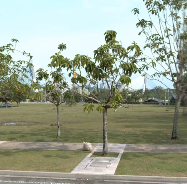 tree photo