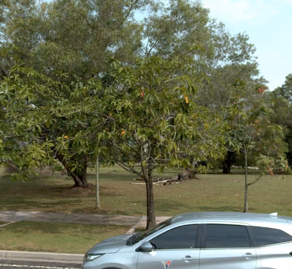 tree photo