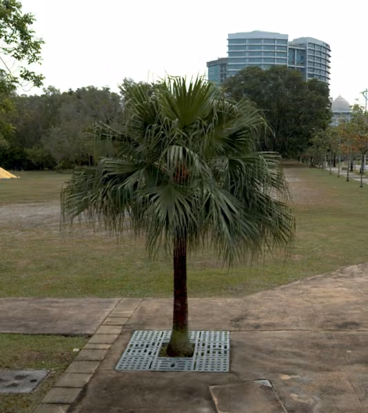 tree photo