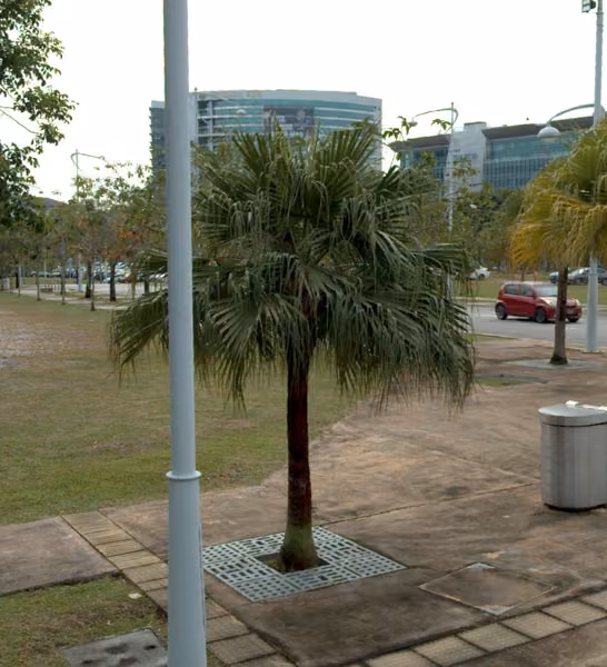 tree photo