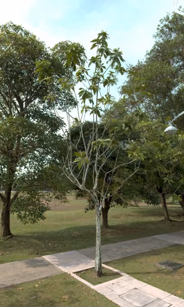 tree photo