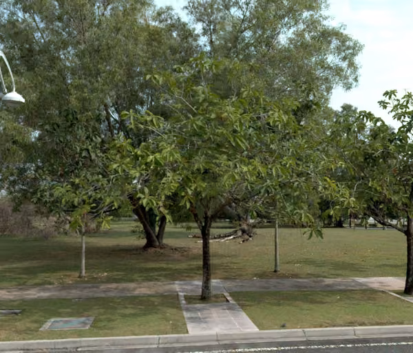 tree photo