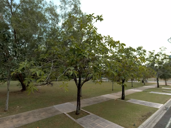 tree photo