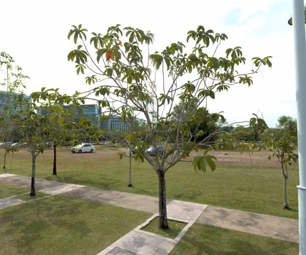 tree photo