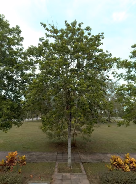 tree photo